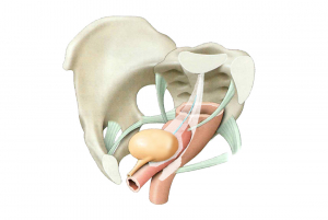 Prolapse
