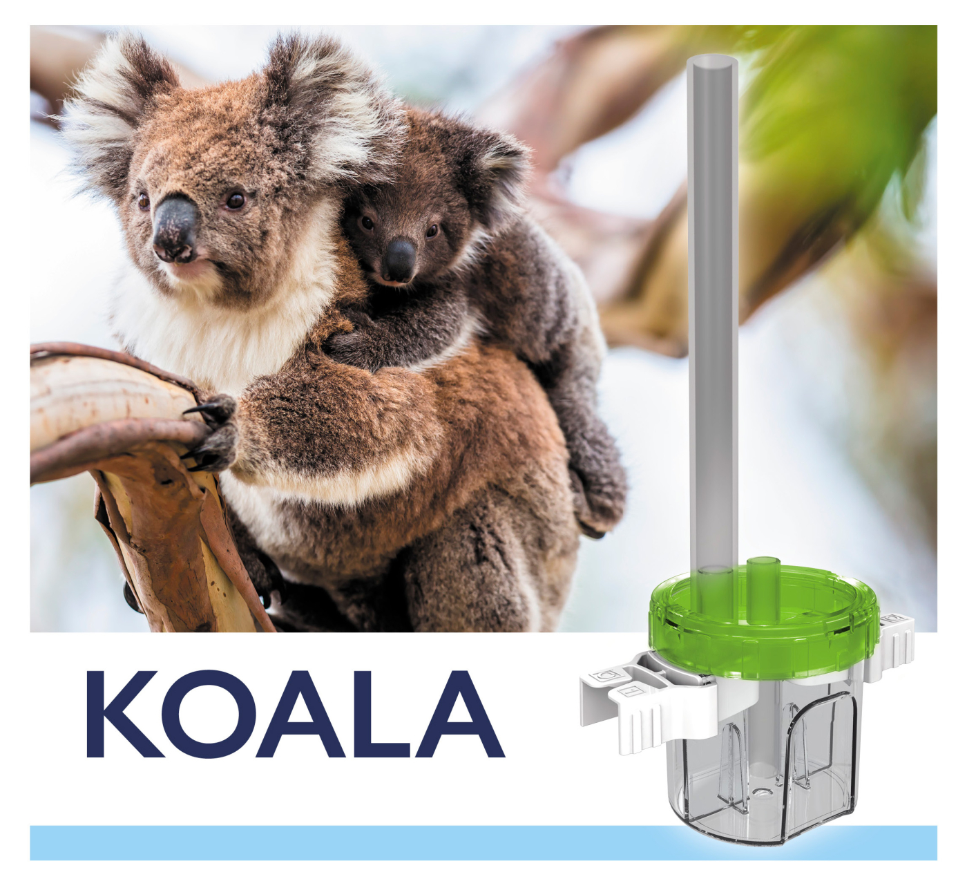 Polypenfalle Koala